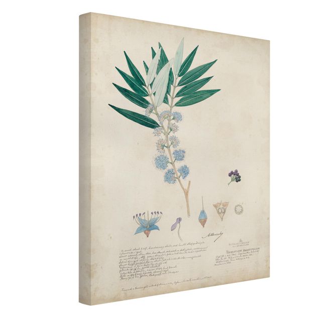 Prints flower Melastomataceae - Angustifolium