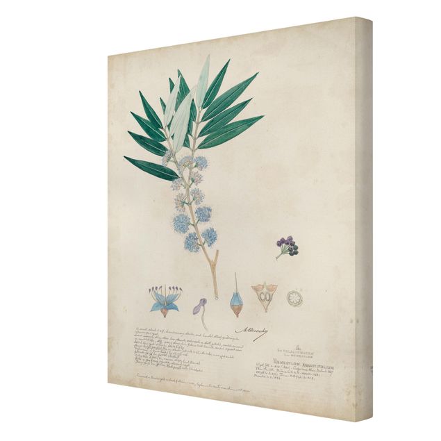 Prints Melastomataceae - Angustifolium