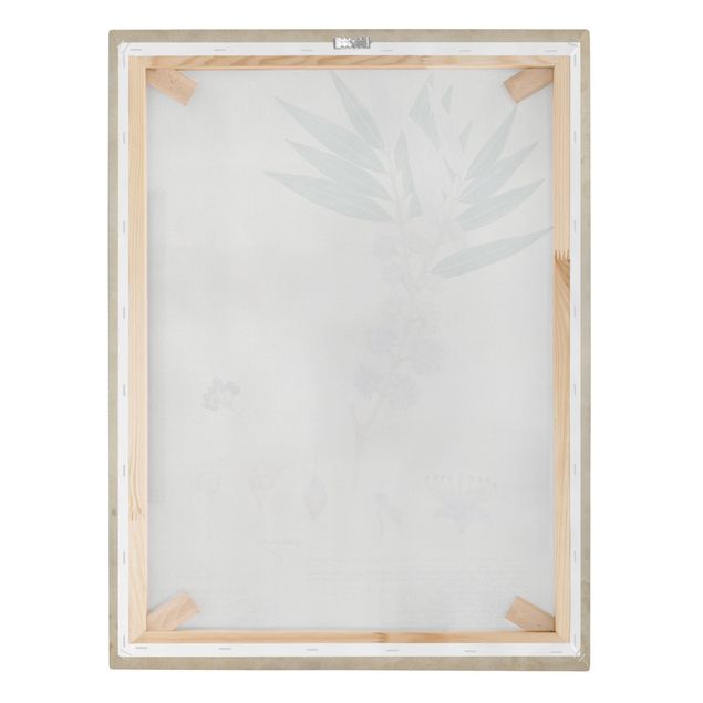Canvas prints Melastomataceae - Angustifolium