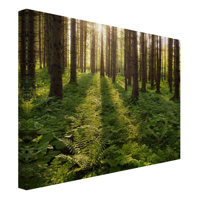 Trees on canvas Sun Rays In Green Forest