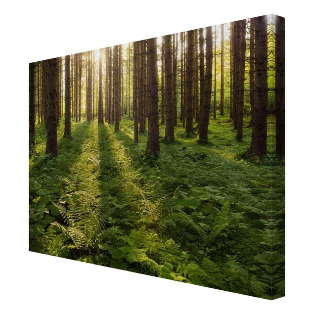 Canvas landscape Sun Rays In Green Forest