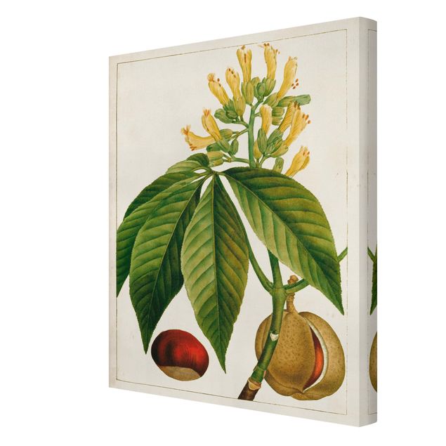 Prints Tableau Leaf Flower Fruit VI