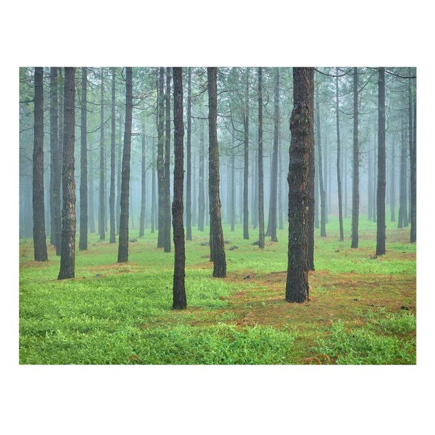 Canvas landscape Deep Forest With Pine Trees On La Palma