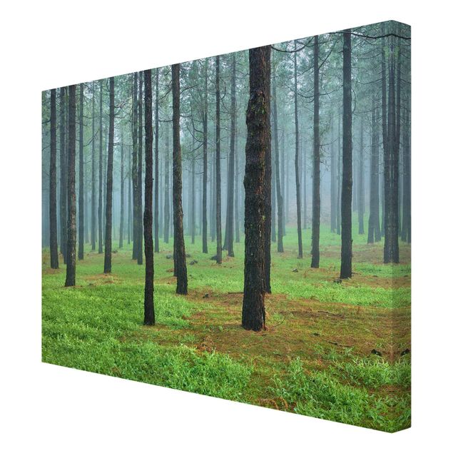 Nature wall art Deep Forest With Pine Trees On La Palma