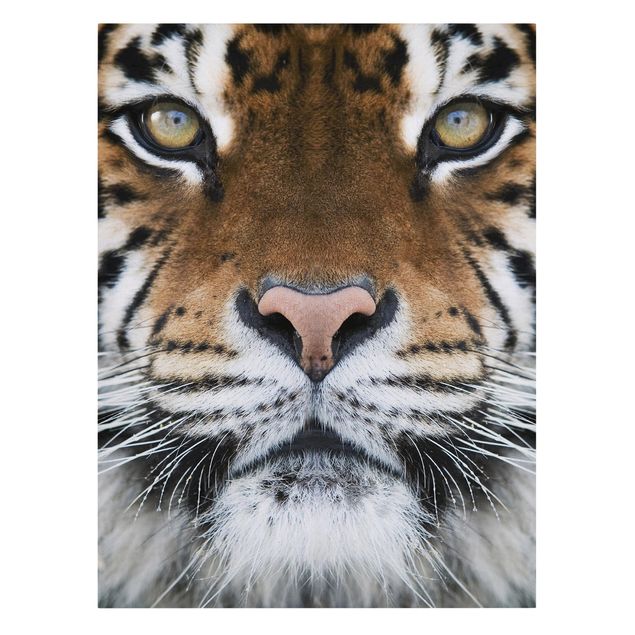 Animal canvas Tiger Eyes