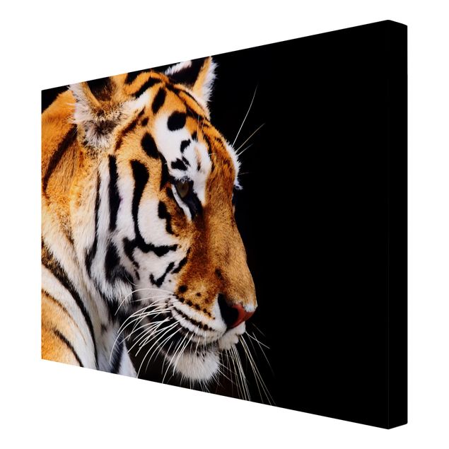 Modern art prints Tiger Beauty