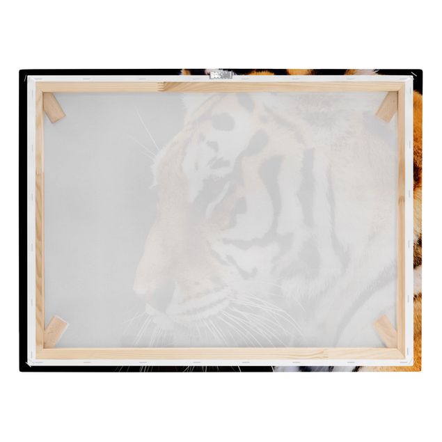 Animal canvas Tiger Beauty
