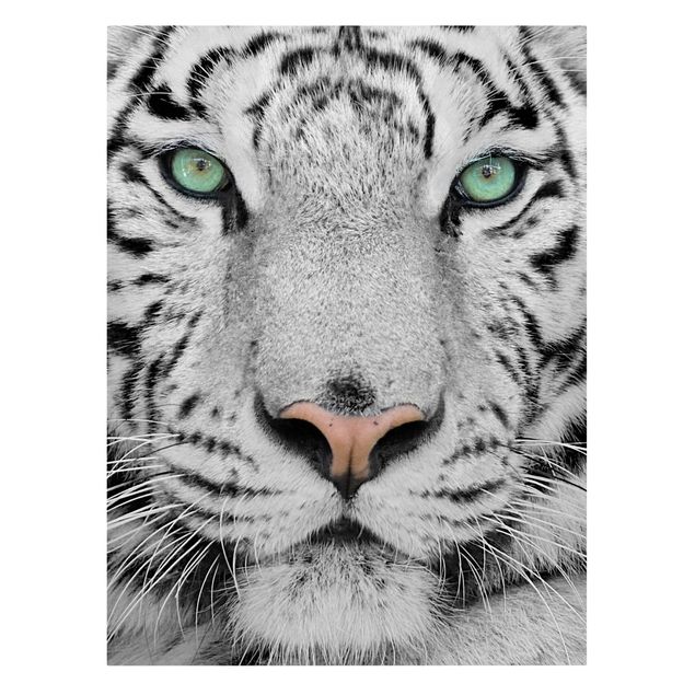 Canvas black and white White Tiger