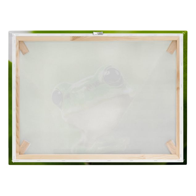 Canvas wall art Frog