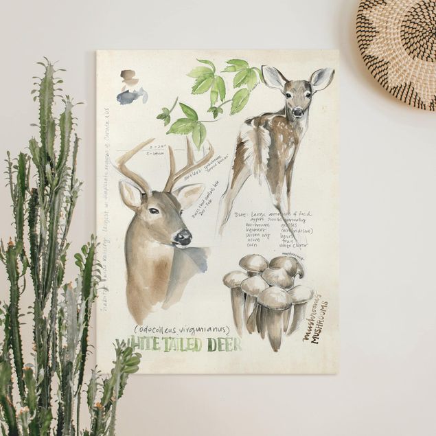 Kitchen Wilderness Journal - Deer