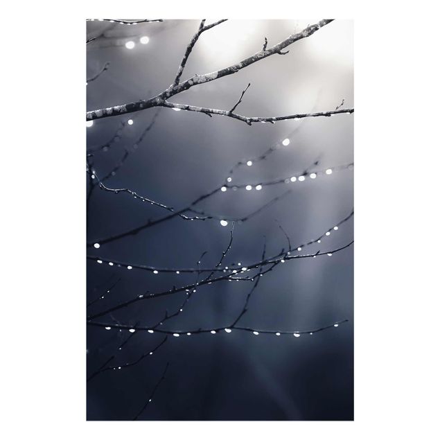 Contemporary art prints Drops Of Light On A Branch Of A Birch Tree