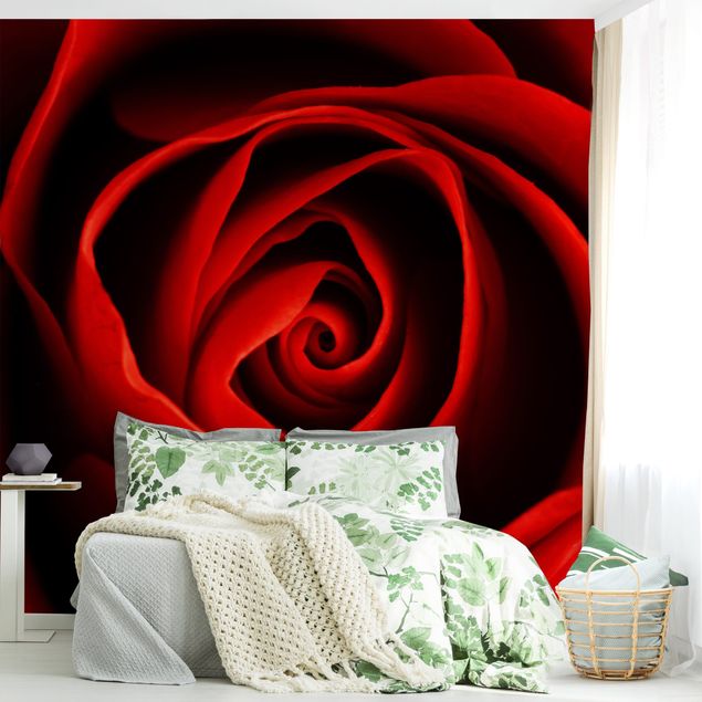 Red rose wallpaper Lovely Rose
