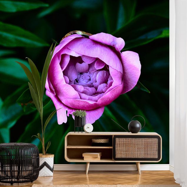 Rose flower wallpaper Purple Peonies Blossoms In Front Of Leaves