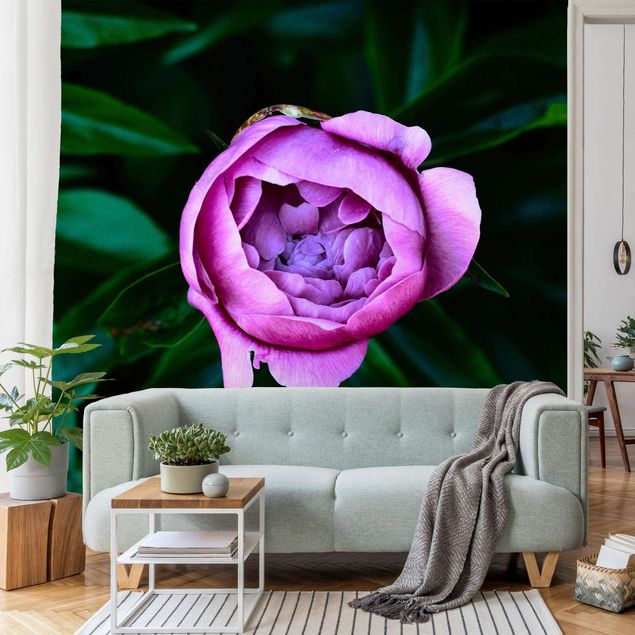 Wallpapers flower Purple Peonies Blossoms In Front Of Leaves