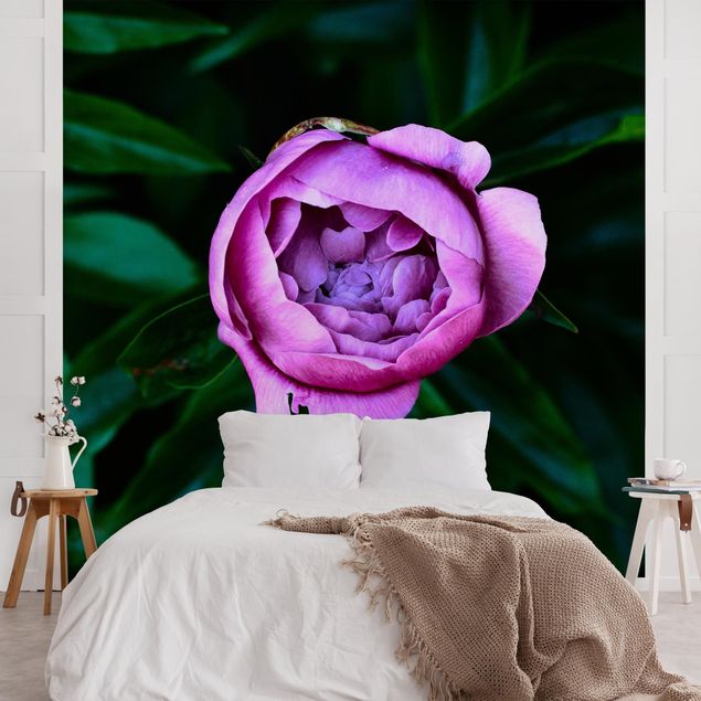Modern wallpaper designs Purple Peonies Blossoms In Front Of Leaves