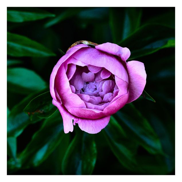 Adhesive wallpaper Purple Peonies Blossoms In Front Of Leaves