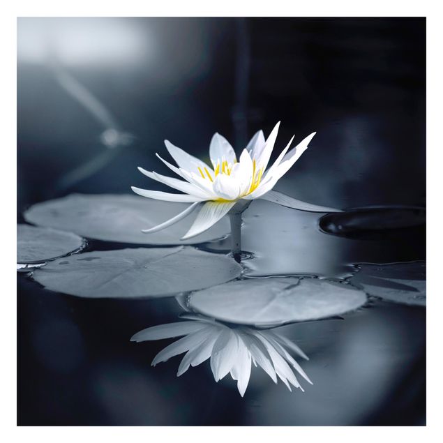 Self adhesive wallpapers Lotus Reflection In The Water