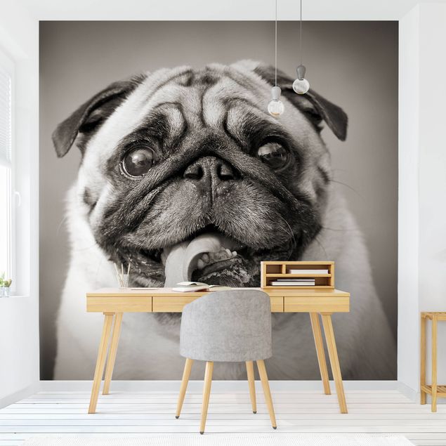 Wallpapers dog Funny Pug