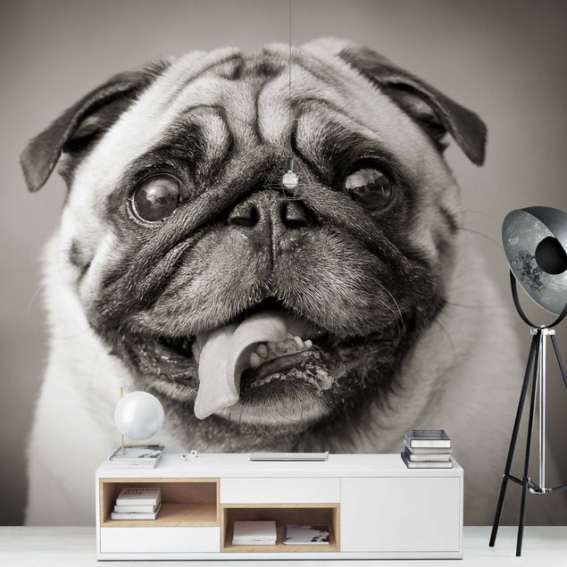 Wallpapers black and white Funny Pug