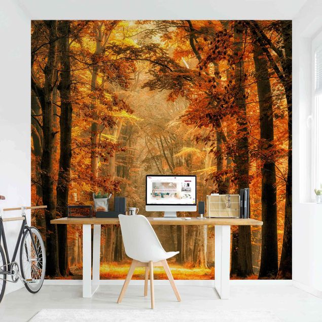 Rainforest wallpaper Enchanted Forest In Autumn