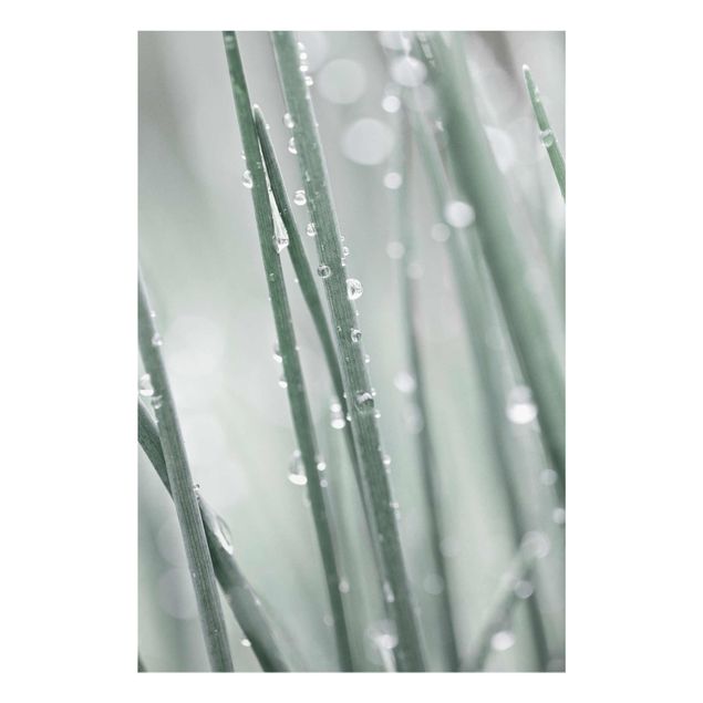 Green canvas wall art Macro Image Beads Of Water On Grass