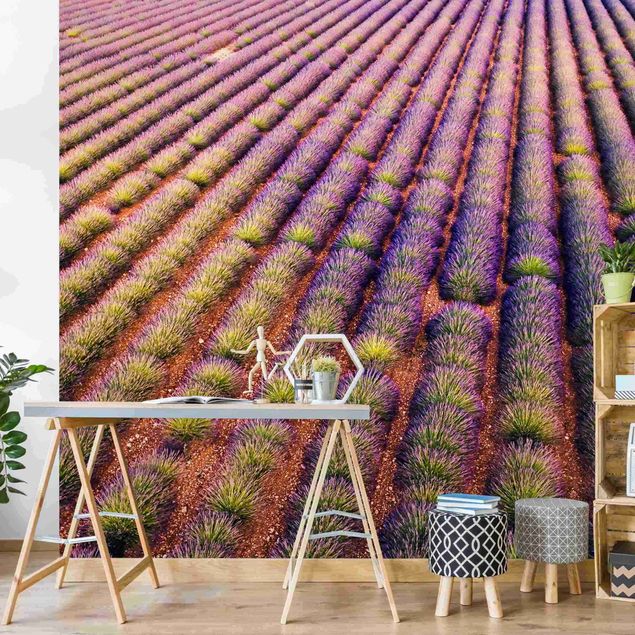 Matteo Colombo art Picturesque Lavender Field