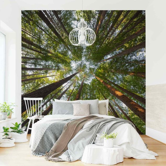 Modern wallpaper designs Sequoia Tree Tops