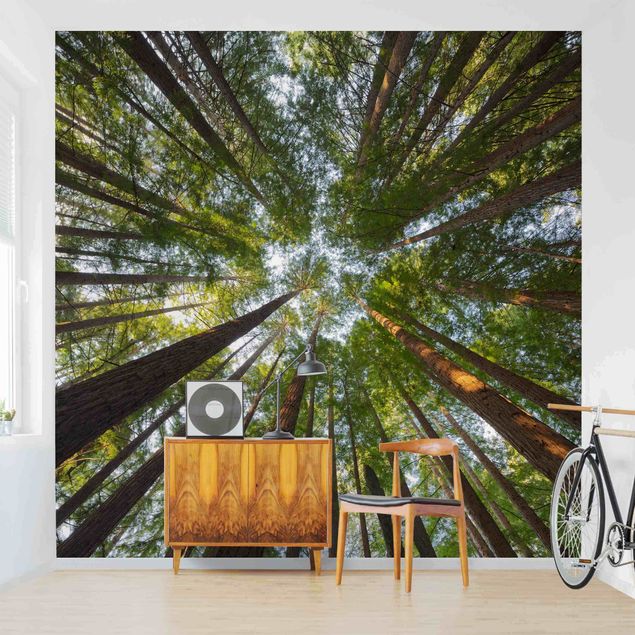 Wallpapers forest Sequoia Tree Tops
