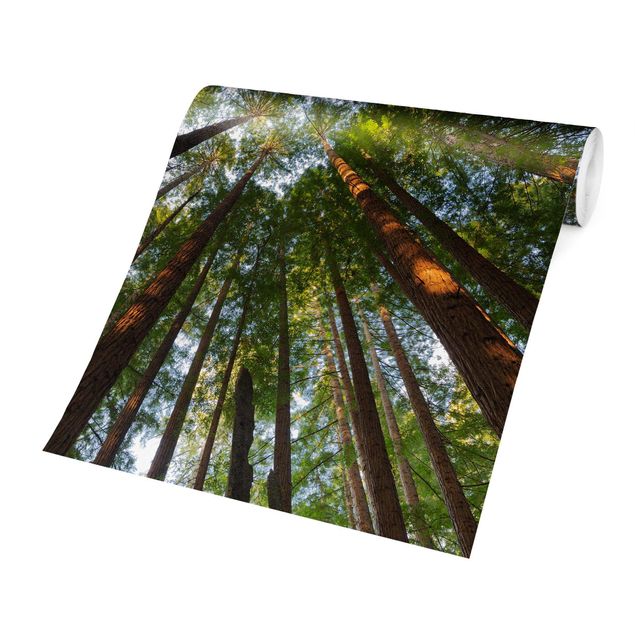 Wallpapers green Sequoia Tree Tops