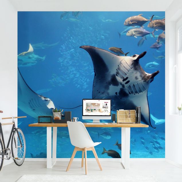 Undersea wallpaper Manta Ray