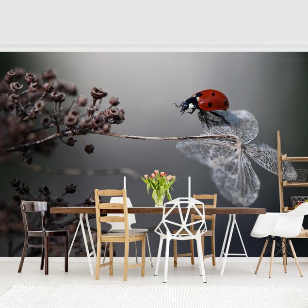 Modern wallpaper designs Ladybird On Hydrangea