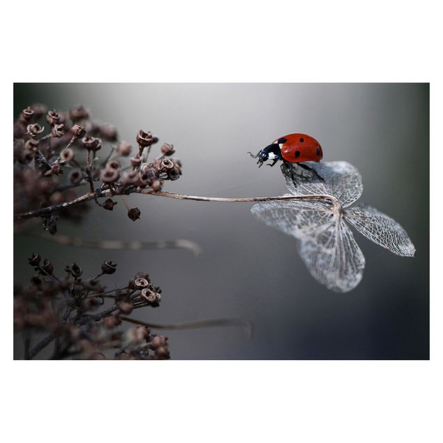 Adhesive wallpaper Ladybird On Hydrangea