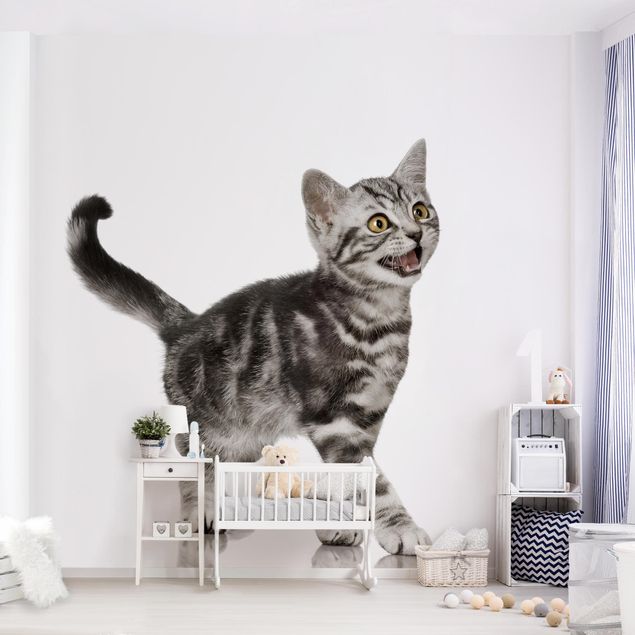 Cute cat wallpaper Kitty