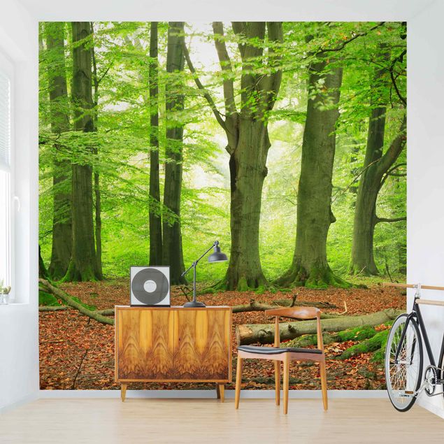 Wallpapers modern Mighty Beech Trees