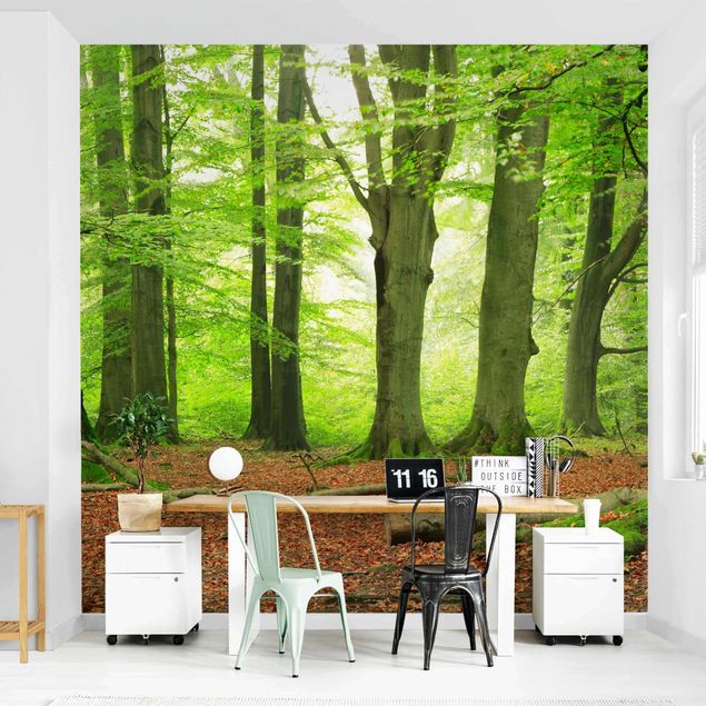 Wallpapers landscape Mighty Beech Trees