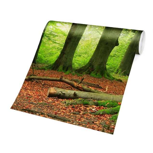 Wallpapers green Mighty Beech Trees