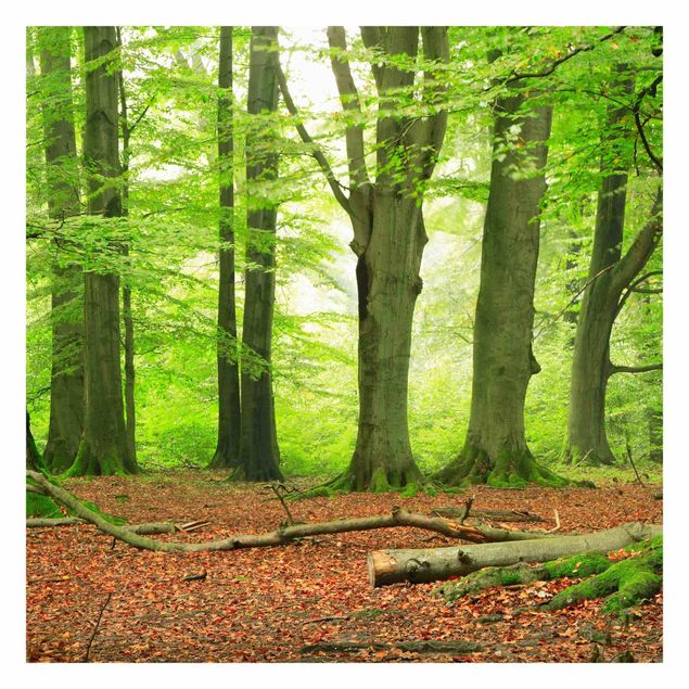 Self adhesive wallpapers Mighty Beech Trees