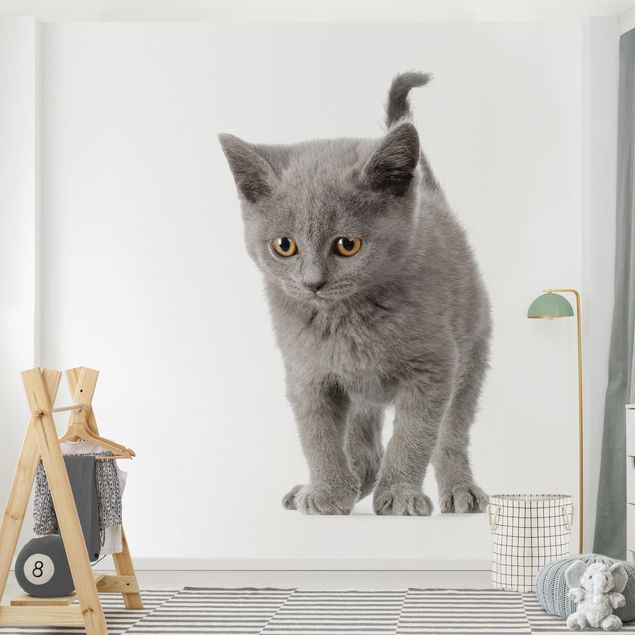 Wallpapers cat Mini Kitty