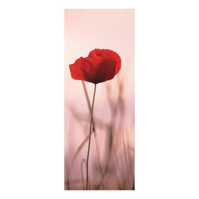 Floral canvas Poppy Flower In Twilight