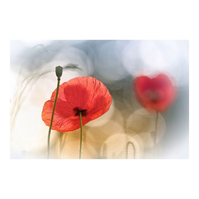 Self adhesive wallpapers Poppies In The Morning