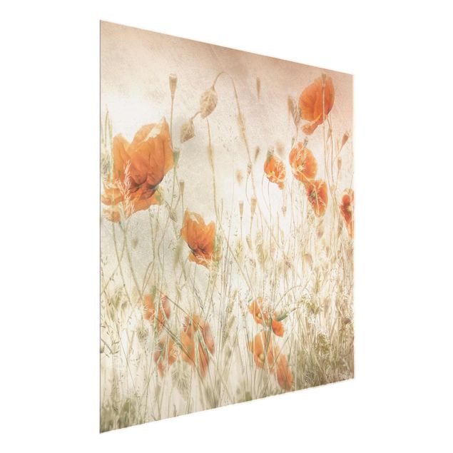 Glass prints flower Poppy Flowers And Grasses In A Field