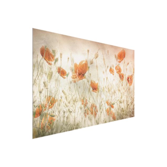 Glass prints flower Poppy Flowers And Grasses In A Field