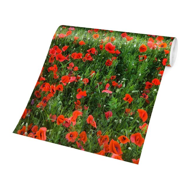 Wallpapers red Poppy Field