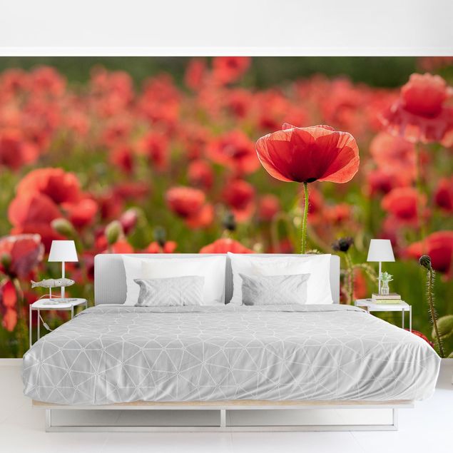 Wallpaper poppy flower Poppy Field In Sunlight