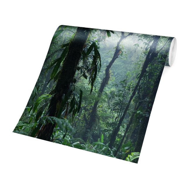 Wallpapers green Monteverde Cloud Forest