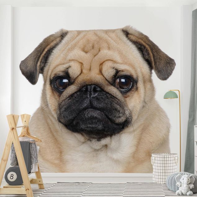 Cute dog wallpaper Pug Portrait