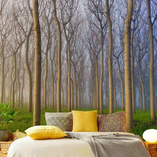 Contemporary wallpaper Morning In The Forest