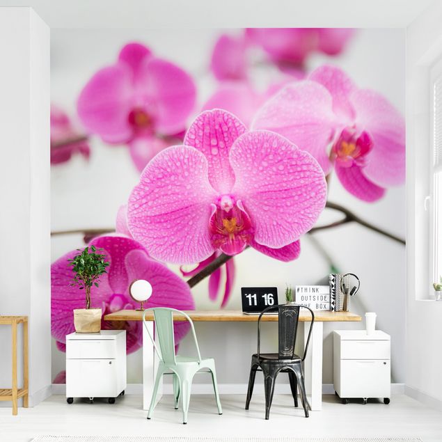 Modern wallpaper designs Close-Up Orchid