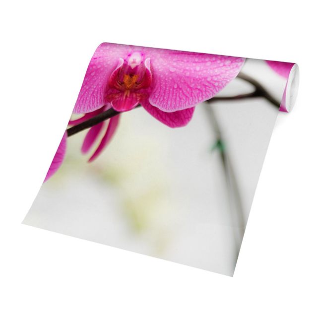 Adhesive wallpaper Close-Up Orchid