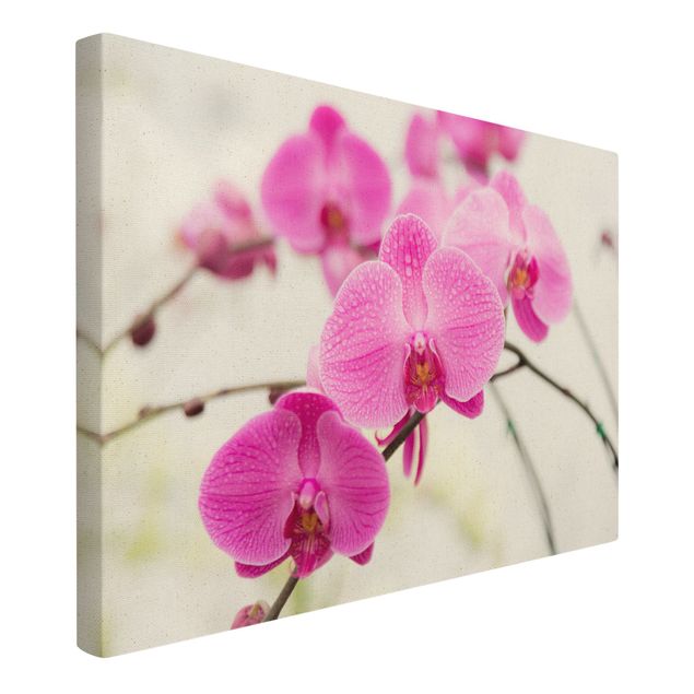 Prints modern Close-Up Orchid